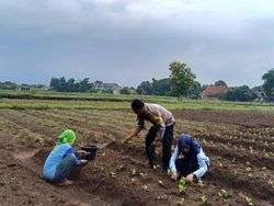 Aiptu Suwendi Sosok di Balik Kemandirian Pangan Warga Desa Megu Gede Cirebon