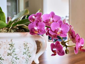 20 Tanaman Pembawa Hoki di Tempat Usaha Menurut Fengsui, Energinya Positif!