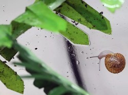 Siput Kecil Ini Hidup Kembali dari Kepunahan