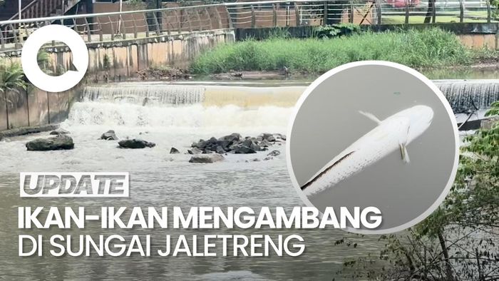 Video Kondisi Terkini Sungai di Serpong yang Tercemar: Masih Banyak Ikan Mati