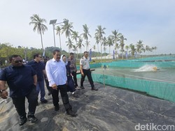 Menimipas soal Budidaya Sidat di Nusakambangan: Napi Terampil, Nelayan Hidup