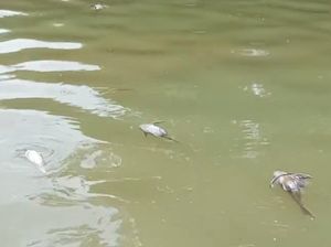 BPBD Susuri Cisadane Tercemar Limbah Usai Kebakaran, Masih Banyak Ikan Mati