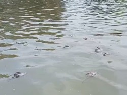 Risiko Kanker Intai Warga Tangerang Imbas Cemaran Pestisida Sungai Cisadane