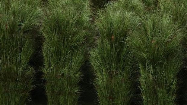 Bad Bunny di Super Bowl