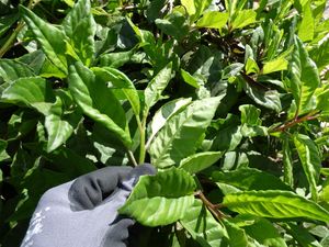 8 Manfaat Daun Sambung Nyawa, Tumbuhan Liar yang Konon Bisa Memperpanjang Umur