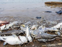 LH Banten Targetkan Pembersihan Pestisida di Cisadane Rampung 2 Minggu