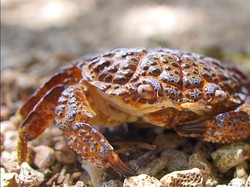 Kenapa Kepiting Jalannya Miring?