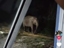 Viral Gajah Liar Masuk Kebun di Siak, Kapolda Riau Puji Keikhlasan Warga