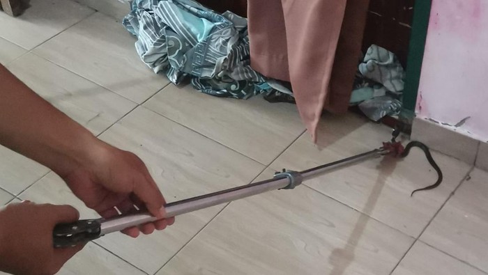 Petugas Damkar Boyolali menangkap anakan ular kobra yang masuk rumah warga, Kamis (12/2/2026).