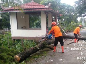 Hujan Angin, Pohon Tumbang Timpa 3 Rumah di Cibinong Bogor