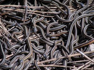 Sarang Ular Terbesar di Dunia Terungkap, Dihuni Ratusan Ular