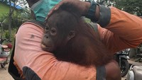 Bayi Orang Utan Nyasar ke Pohon Mangga di Pekarangan Warga Kutim