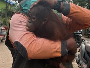 Bayi Orang Utan Nyasar ke Pohon Mangga di Pekarangan Warga Kutim
