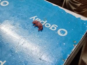 Heboh! Penampakan Bayi Tikus yang Jatuh di Pujasera Blok M saat Makan Bakmi