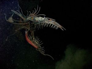 Foto Makhluk Laut Dalam yang Jarang Terlihat, Bikin Merinding!