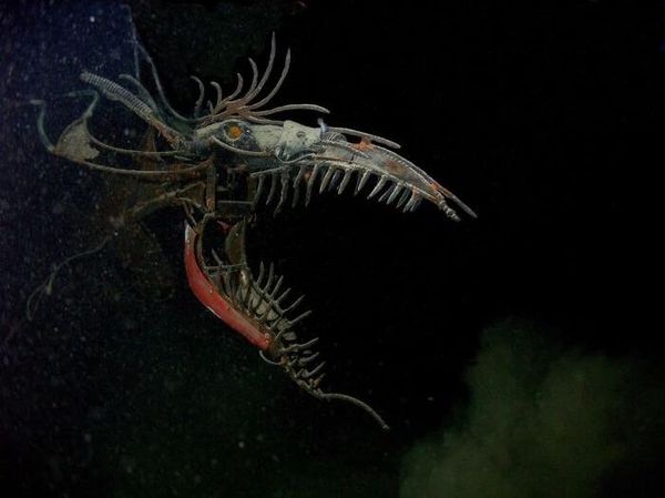 Foto Makhluk Laut Dalam yang Jarang Terlihat, Bikin Merinding!