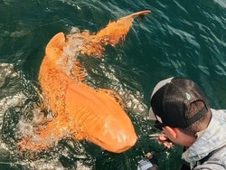 Penemuan Langka Hiu Emas di Lautan Ini, Kelainan Genetik?