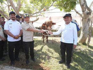 Mendagri Serahkan 1.455 Sapi Bantuan Presiden Prabowo untuk Warga Aceh