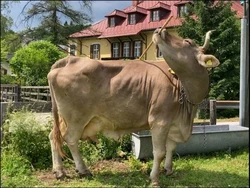 Wow! Sapi Ini Terekam Bisa Pakai Sapu untuk Garuk Punggungnya, Bagaimana Caranya?