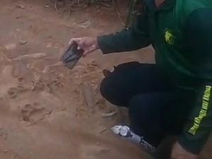 Puluhan Jejak Harimau Ditemukan di Tengah Perkebunan Nanas Lampung Timur