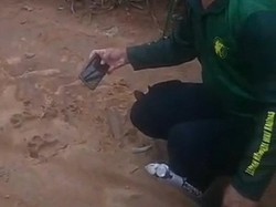 Puluhan Jejak Harimau Ditemukan di Tengah Perkebunan Nanas Lampung Timur