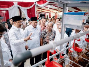 Kemensos Serahkan Bantuan Paket Pemberdayaan Ayam Petelur untuk KPM