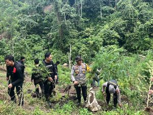 Amankan 2 Orang di Ladang Ganja 3 Hektare Empat Lawang, Polisi Dihalangi Warga