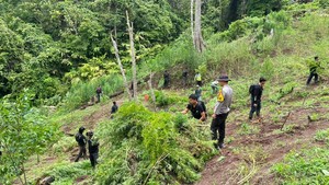 Polisi Temukan 3 Hektare Ladang Ganja di Empat Lawang, 8 Karung Siap Edar