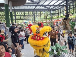 Long Weekend Imlek, Taman Safari Ramai Wisatawan, Targetkan 10.000 Pengunjung