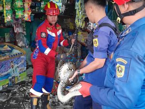 Sanca 3 Meter Muncul di Bawah Freezer Toko Sembako Bogor, Damkar Evakuasi