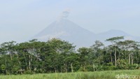 Gunung Semeru Kembali Luncurkan Abu Vulkanik Setinggi 700 Meter