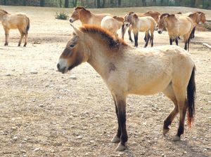 Jelang Imlek, Warga Kunjungi Peternakan Kuda Kuno-Spesies yang Dikira Punah