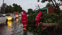 Hujan Deras Disertai Angin Kencang Akibatkan Banjir-Pohon Tumbang di Metro
