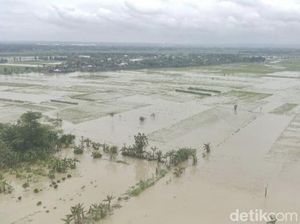 Banjir Tlogoweru Demak Juga Rendam Ratusan Hektare Sawah