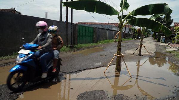 Kesal Jalan Rusak, Warga Tulungagung Pilih Tanam Pohon Pisang
