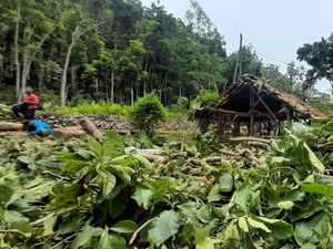 Pohon Beringin Usia Ratusan Tahun Tumbang Imbas Hujan Angin di Wonosari