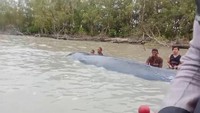 Paus Sepanjang 15 Meter Nyasar ke Sungai di OKI