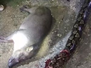 Ular Piton 6 Meter Mati Ditebas Warga Buton Utara Saat Mangsa Babi Hutan