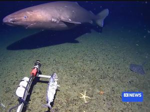 Hiu Tertangkap Kamera di Laut Dalam Antartika, Bikin Ilmuwan Terkejut