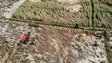 Berita dari Detik Finance: Terdampak Banjir, Petani Ciamis Panen Padi Lebih Awal