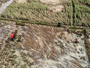 Terdampak Banjir, Petani Ciamis Panen Padi Lebih Awal