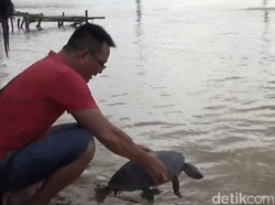 Moment Imlek, Warga Tionghoa di Jambi Lepas Kura-kura ke Sungai