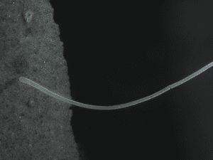 Bakteri Terbesar di Dunia Ditemukan di Rawa Negara Ini, Sebesar Apa?