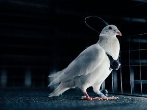 Startup Rusia Ngaku Bisa Setir Burung Merpati Seperti Drone