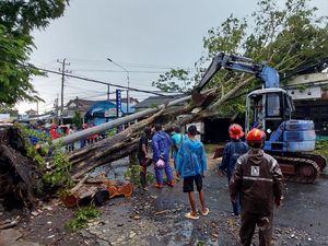 Pohon Sono Kapuk Timpa Ruko-Robohkan Tiang Listrik di Sewon Bantul