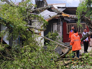Pohon Asam Tumbang Tutup Jalan Nasional di Pamekasan, 2 Rumah Rusak