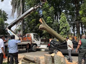 Pohon Tumbang di Kantor Camat IT I karena Sudah Tua dan Lapuk