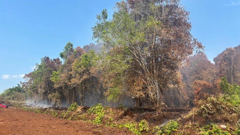 Polisi Tetapkan Karyawan BUMD Tersangka Perambahan Hutan di Bengkalis Riau