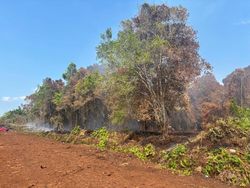 Polisi Tetapkan Karyawan BUMD Tersangka Perambahan Hutan di Bengkalis Riau