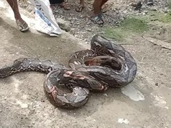 Detik-detik Ngeri Petani di Muna Nyaris Tewas Dililit Piton 6,5 Meter